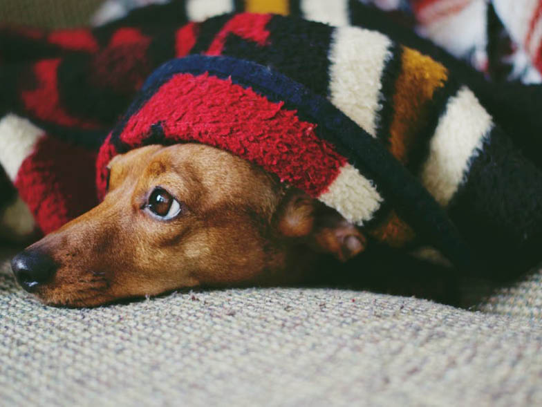 dog-blanket
