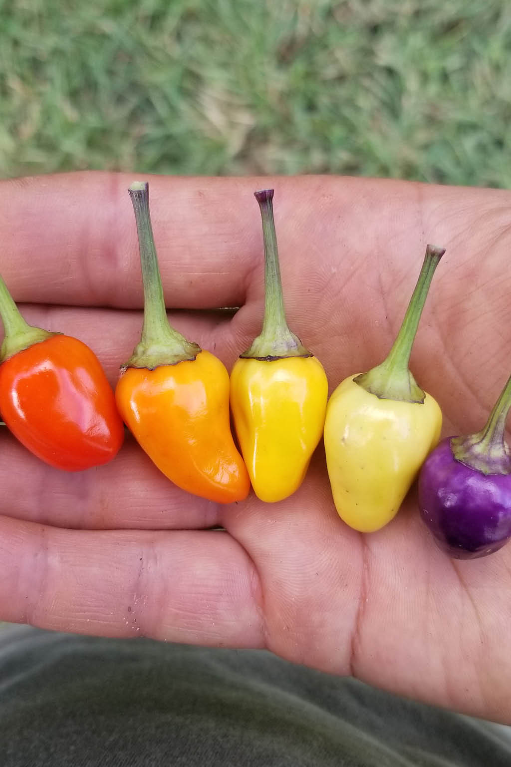 fresh-peppers