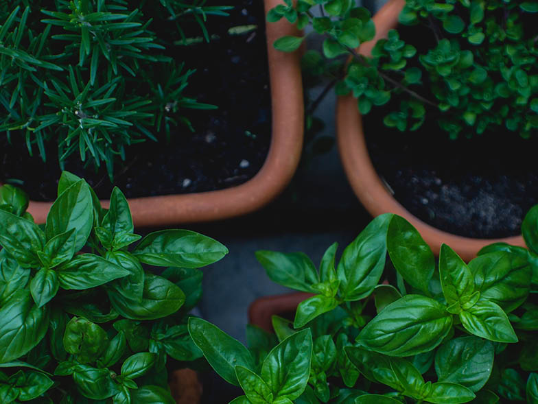 growing-herbs