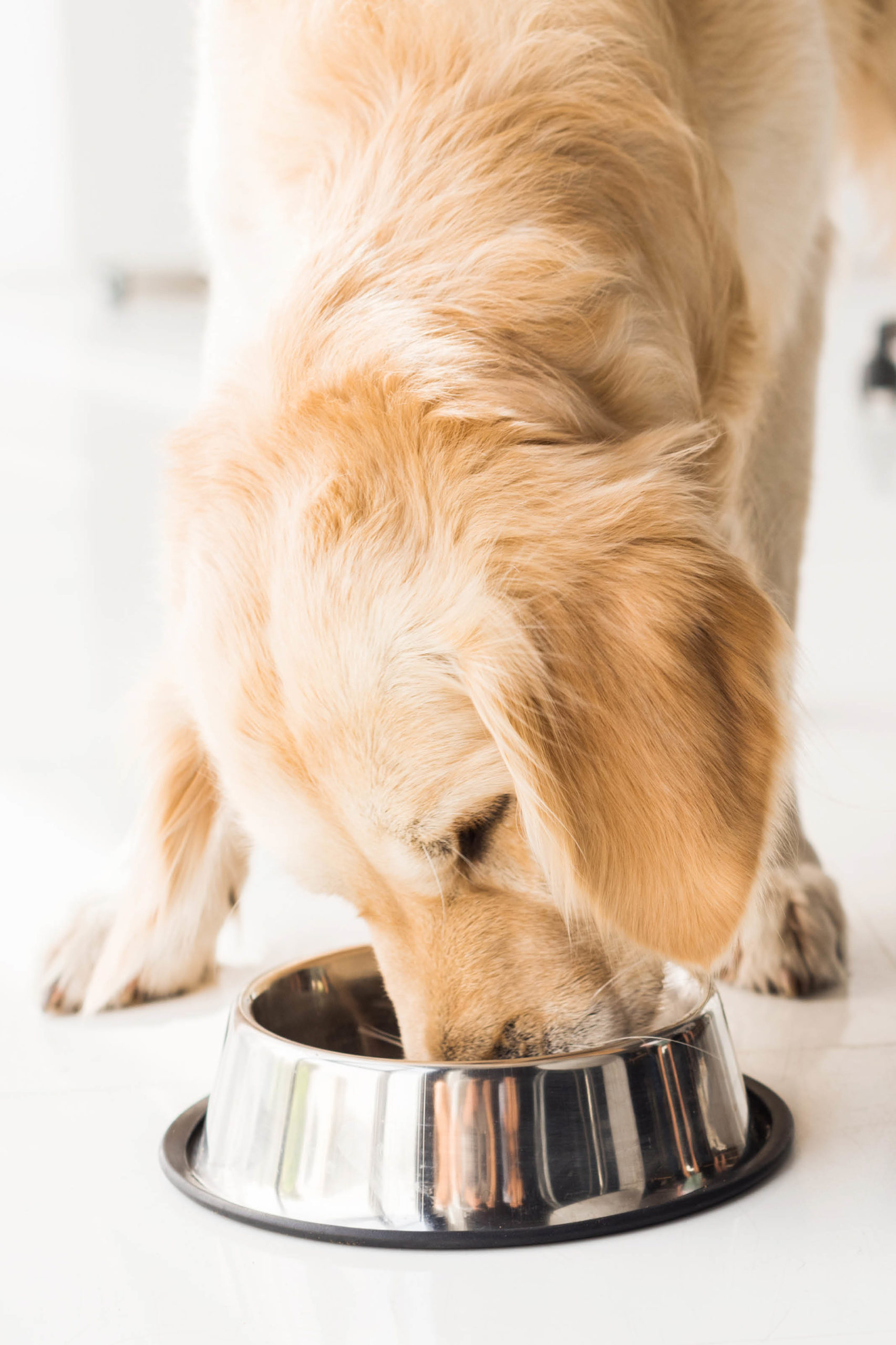 dog eating out of bowl