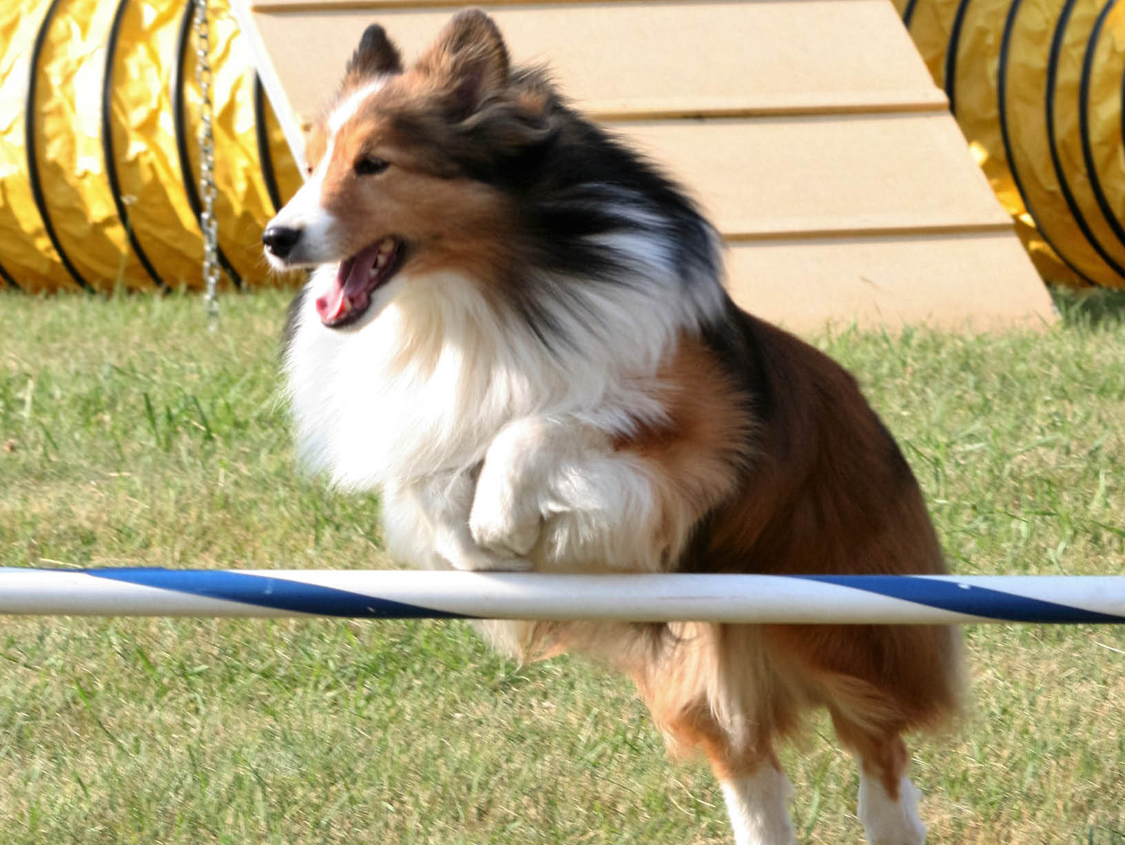 border collie jumping through an obstacle course