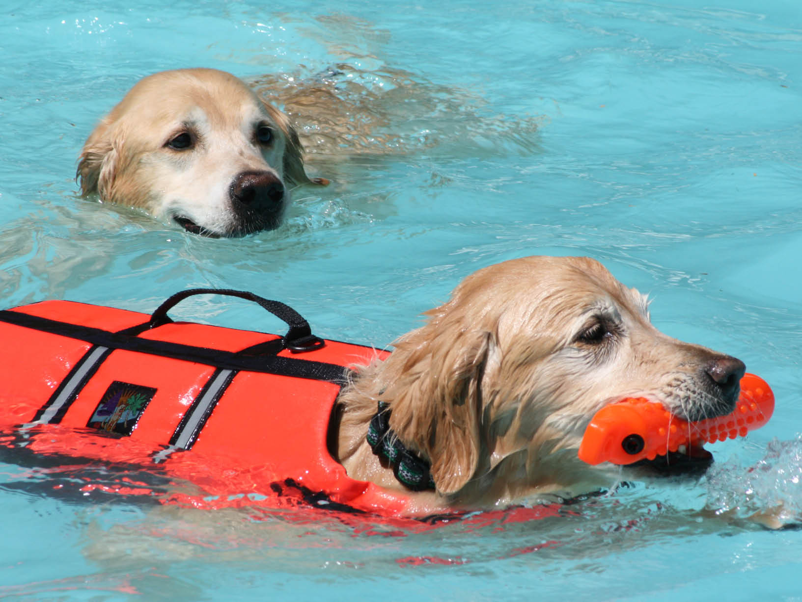 two dogs swimming in life jackets