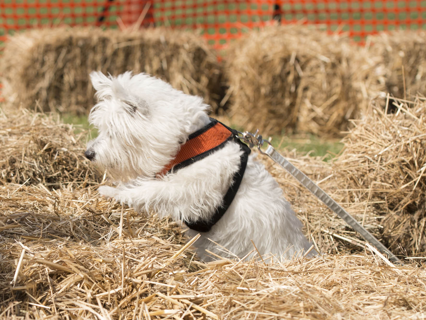 dog running in hay bails