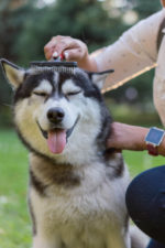 Pet Shedding Solutions