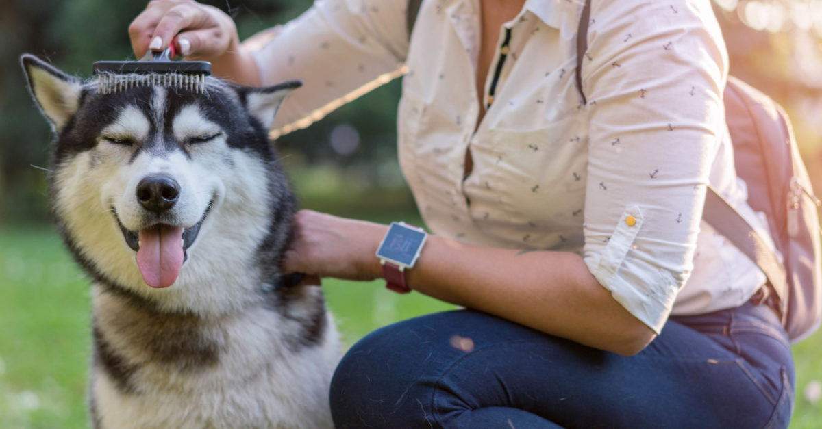 Pet Shedding Solutions Start Healthy