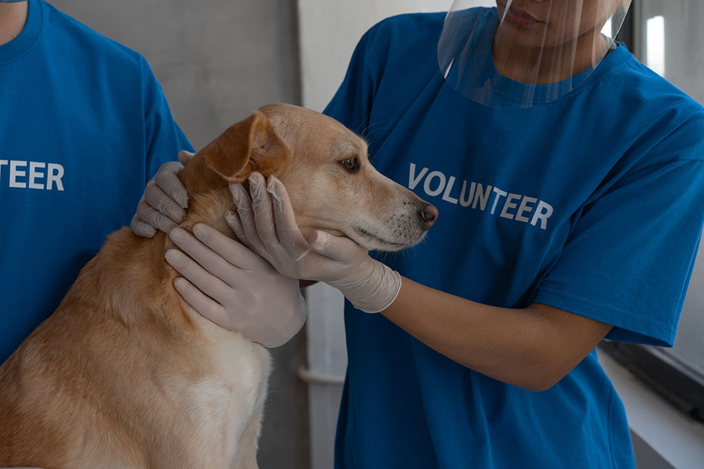 Volunteer helping with dog