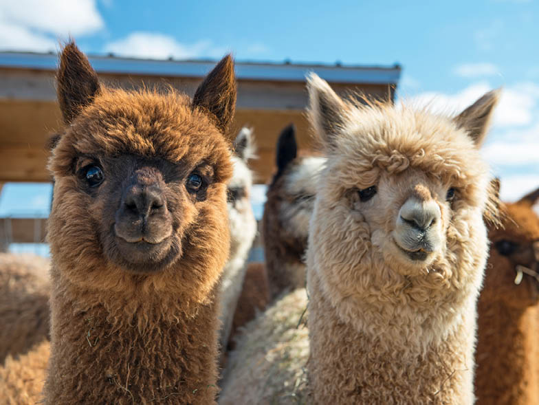 Two llamas looking at camera