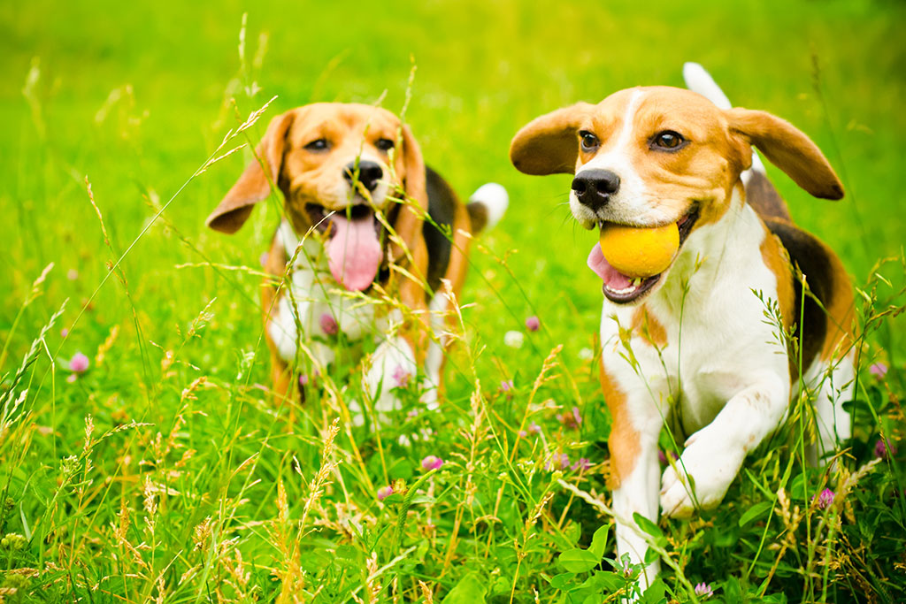 Dogs playing in yard