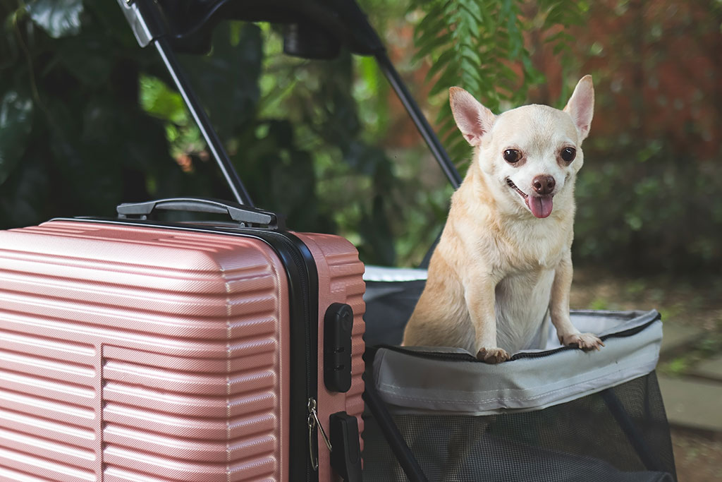 Dog in travel stroller