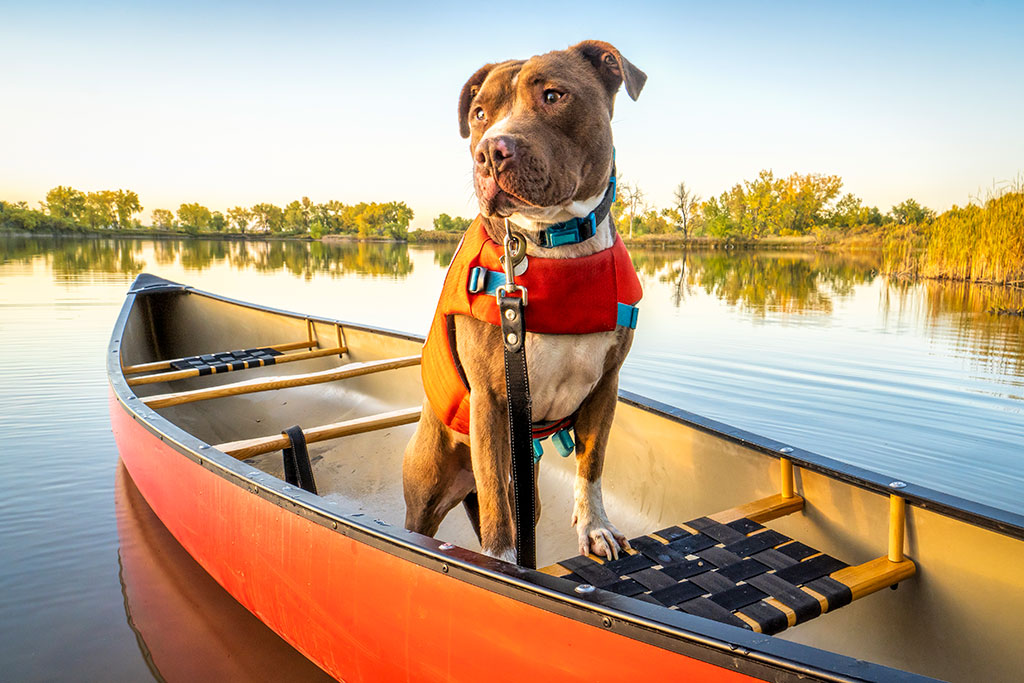 Dog in canoe in lake with life jacket on