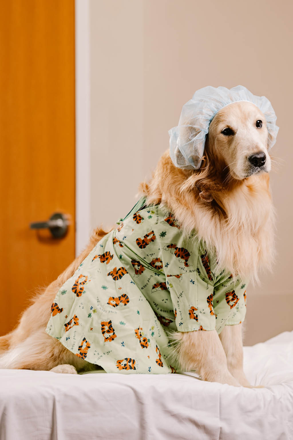 Dog in hospital bed