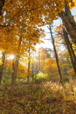 Shenandoah National Park