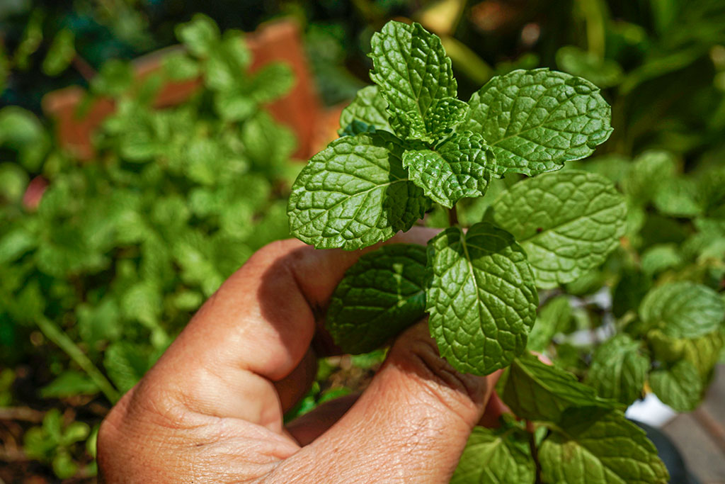 Mint plant