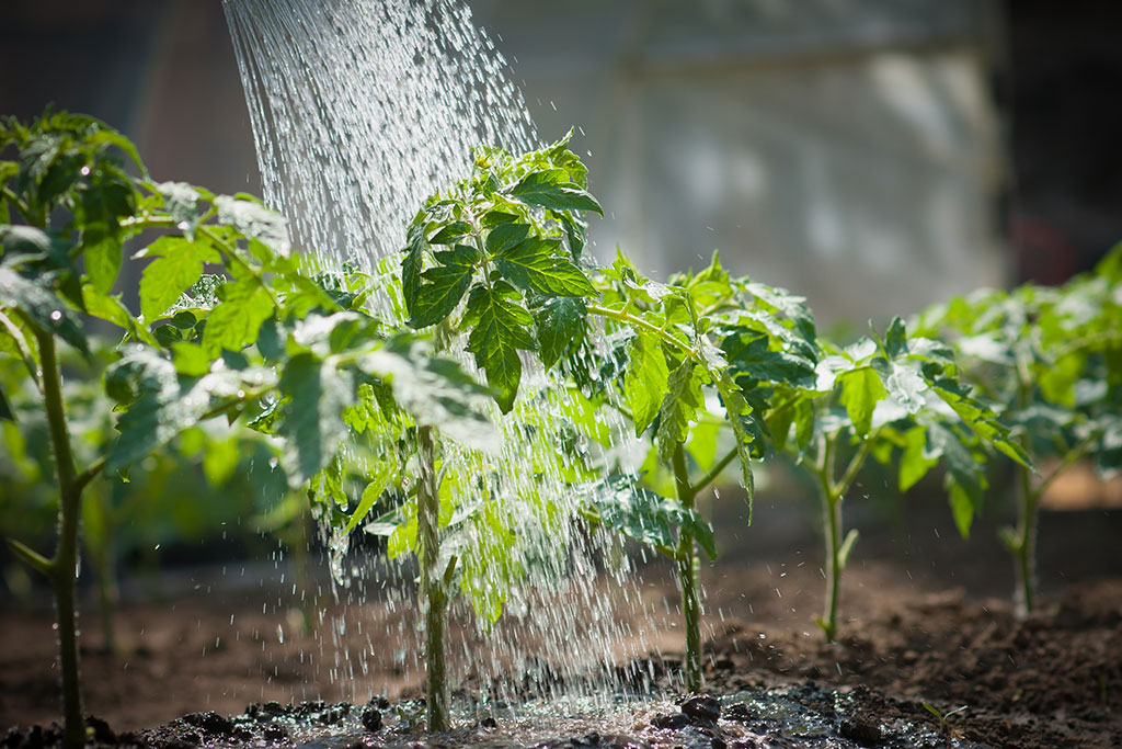 Watering plants