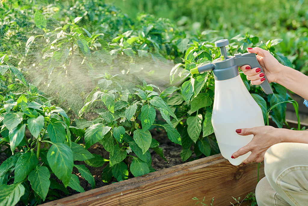 Spraying plants