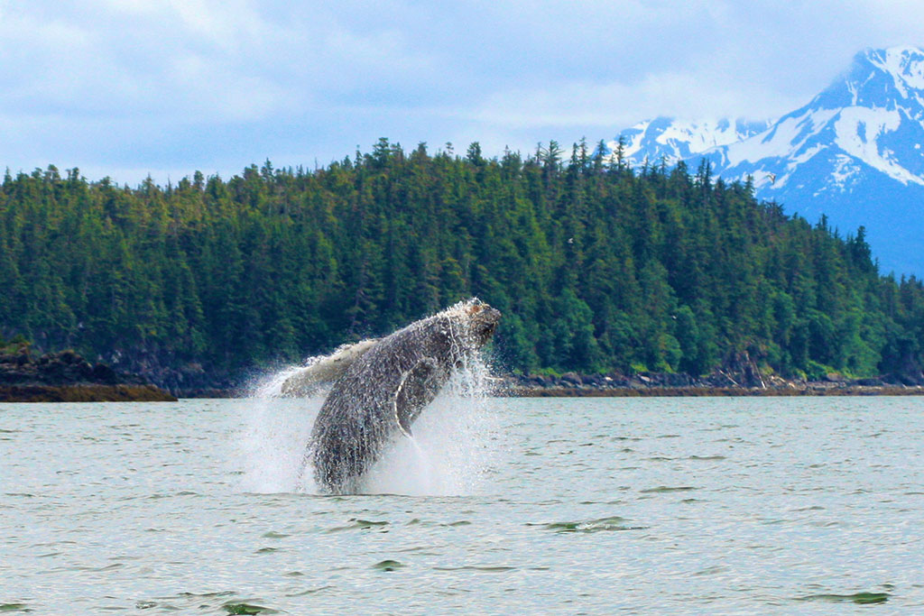 Whale jumping out of water