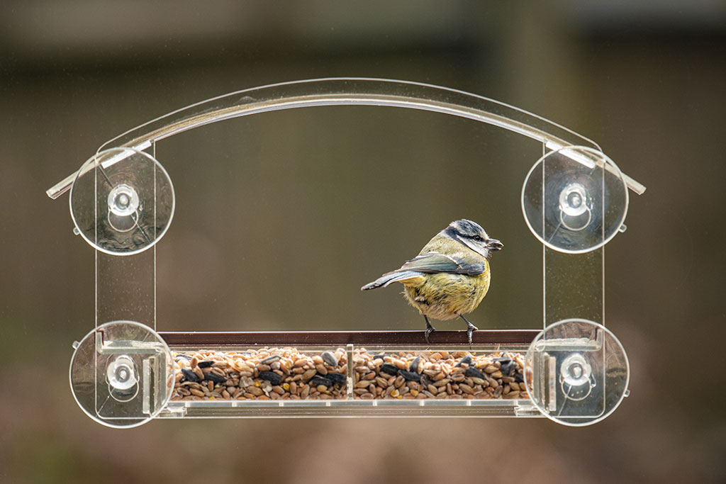 Bird eating bird food