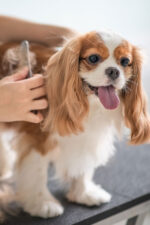 Dog getting groomed