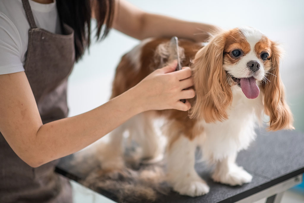 Dog getting groomed
