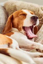 Dog yawning