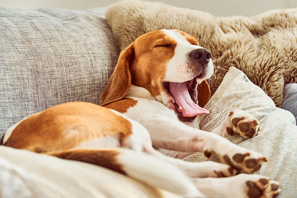 Dog yawning
